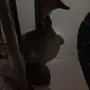 محنط للبيع ..