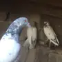 حمام هندي وقطيفي 