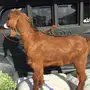تيس للبيع 