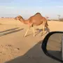 المضيلف