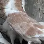 ذكر بلجيكي 