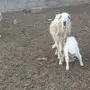 ثلاث نعاج متابيع