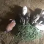 ارانب بري للبيع وفرنسي