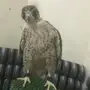 مطلوب صقر