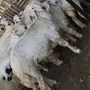 طليان للبيع