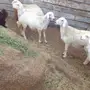 خمس رخال على الشرط سمان 