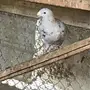 ذكر هومر