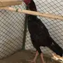 لأهل الزين دجاج باكستاني 
