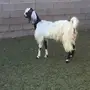 عنز دافع