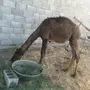 حاشي مفرود  ( للبيع )