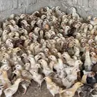Local chicken chicks for sale excellent sizes
