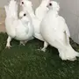 زوج حب رمان أبيض مع أنتاجه