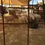ذبيحتك الحد البيت 