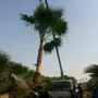 ابوزيدالتوريد جميع انوع النخيل