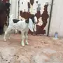 عنز معها جفره