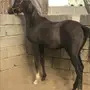 مهره عربيه جميلة