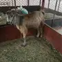 ماعز للبيع على 300للراس