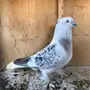 جوز تركي ثلجي مشنكل 