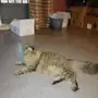 قطه للتبني