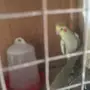 للبيع كروان جوز 