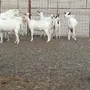 بيشيات صنف مع المراح كامل 