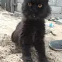 قط - قط خصي