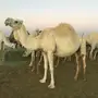 نياق طيبات مقاني 