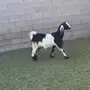 عنزين دفيع