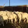 طليان ورخال 