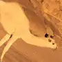 بكره ع بعير الطهيمي(المسكت)