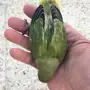 فرخين روز ( غر ) بلون جميل ما شاء الله