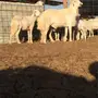 فحل صنف الصنف