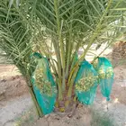 نخل مثمر للبيع نقايل جثايث جميع انواع نخل واشنطني زينه للبيع