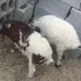 رخلتين هرفي بريات