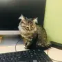 قطة شيرازي للتبني