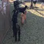 الباحه-العقيق