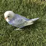 3 حبات فراخ بادجي  1 حبة روز غر