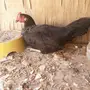دجاجه للبيع صحه شرط
