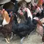 للبيع دجاج بياض 