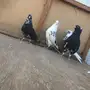 جوزين قطايف قنادي