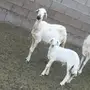 نعجه يتبعها طلي 