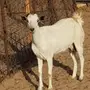 عنز معها تيس