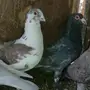 حمام للبيع 