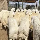 طليان جبره الحرازات