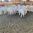 طليان ذبائح المالكي