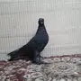 طبه فريد اوزبكي فل الفل