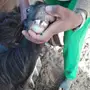 معزا مولده