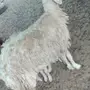 ضان مولده