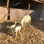 حريات حرش متابيع