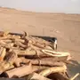 سمر طيب للبيع